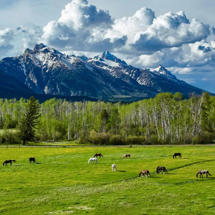 RLazyS-Ranch-005